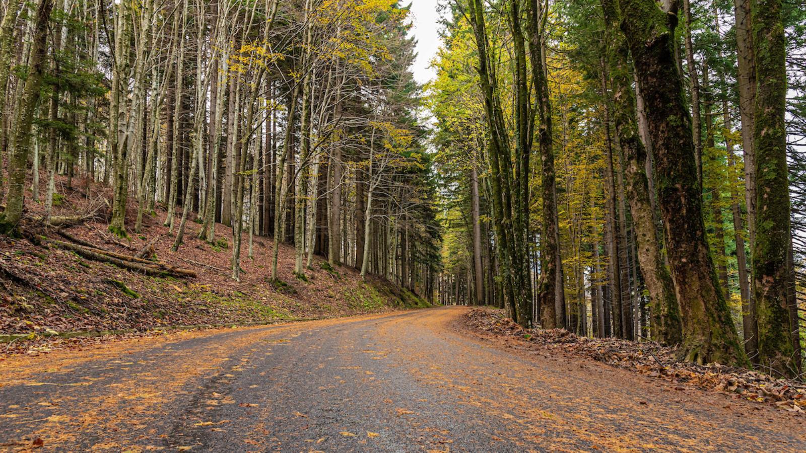 Passeggiate tra i colori del foliage