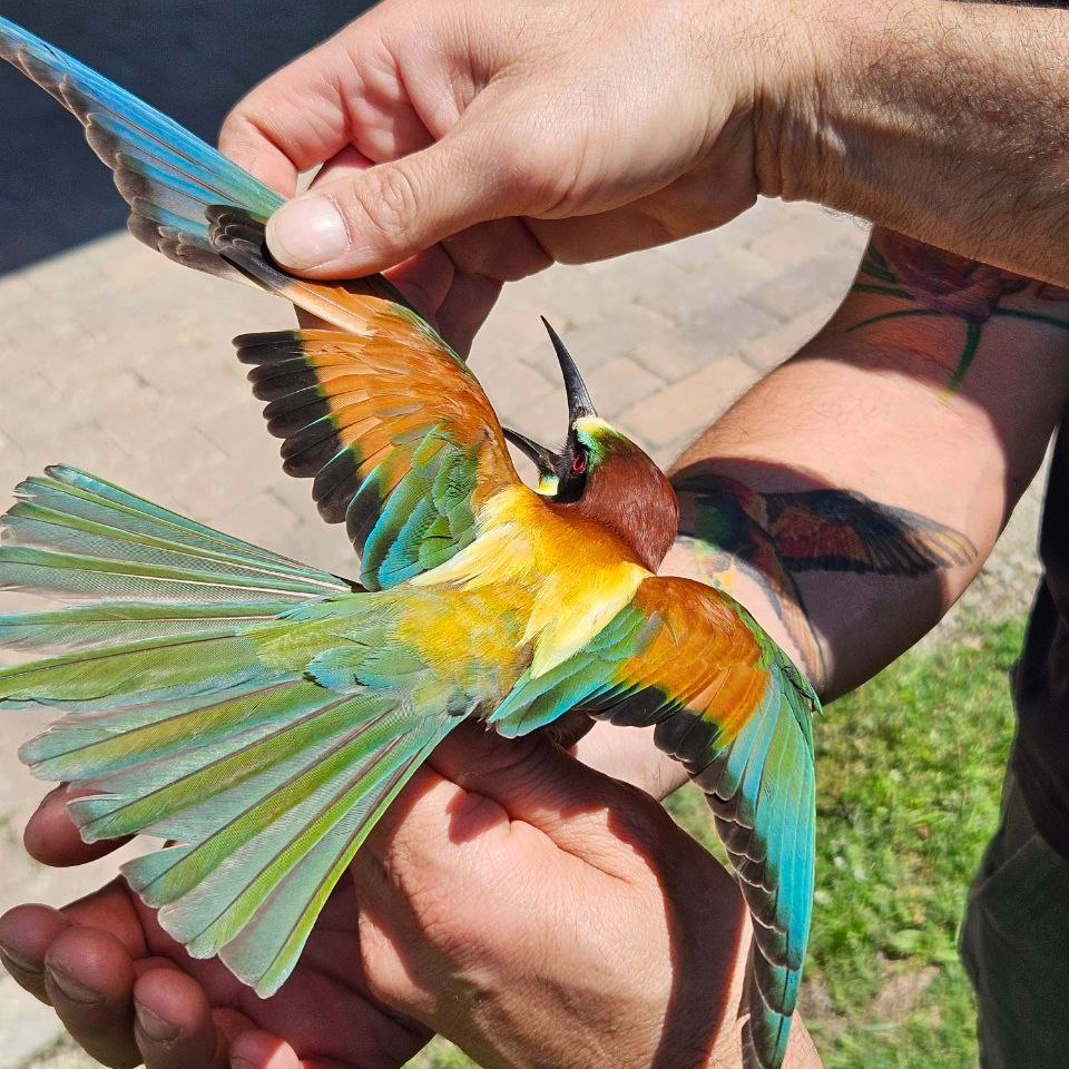 ornitologia  © Oasi san Gherardo 