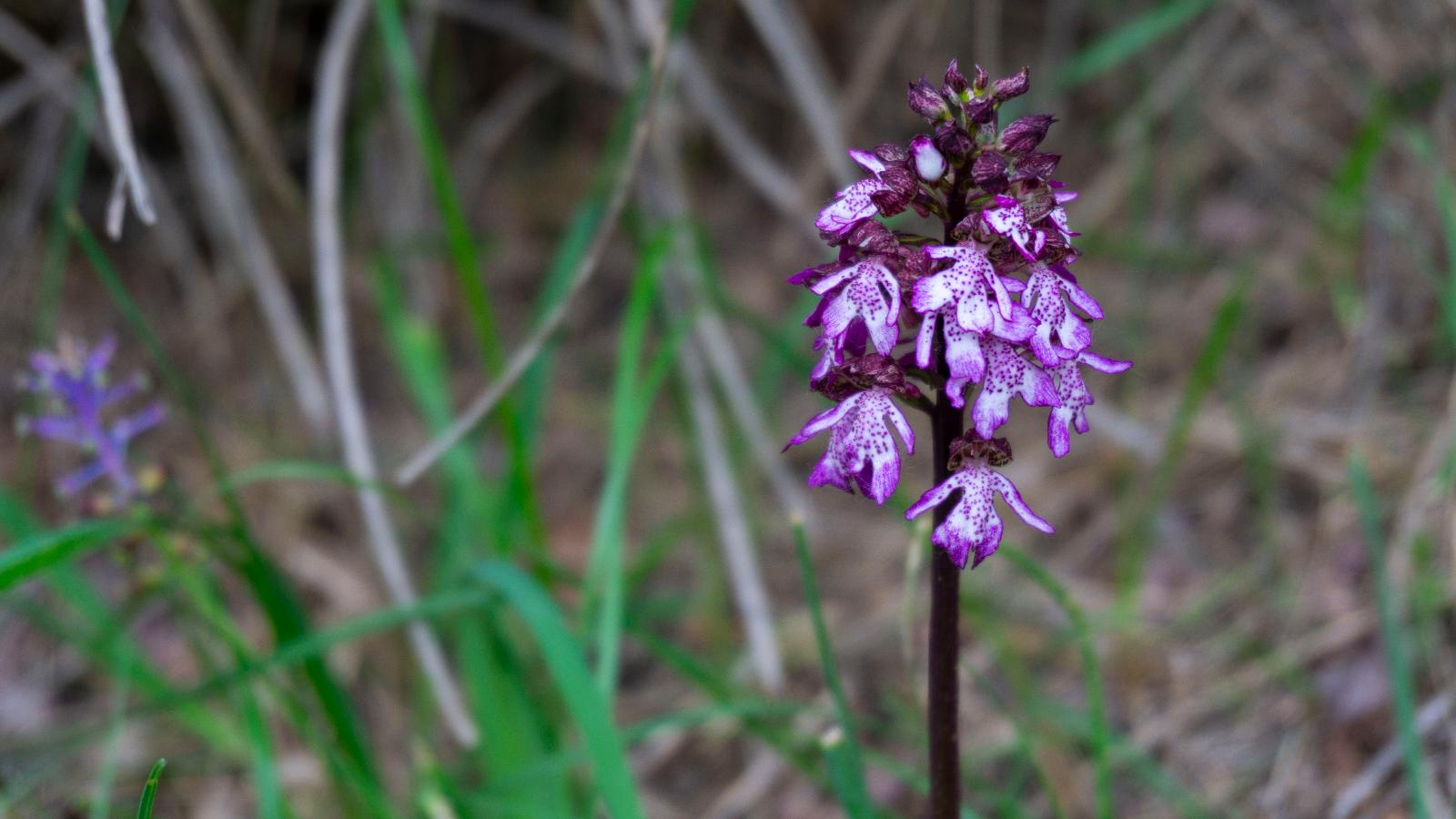 orchidea © Appennino Slow 