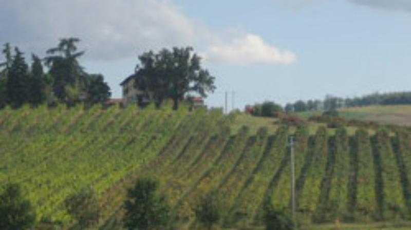 The Bella Vista wine farm